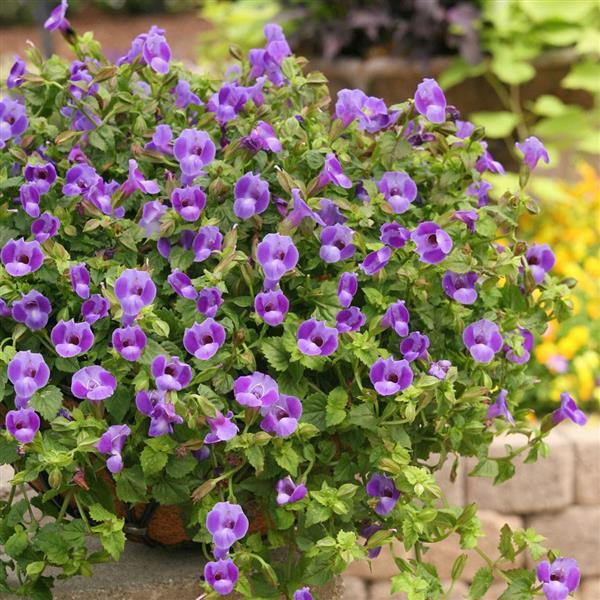 Summer Wave® Large Blue Torenia - Container