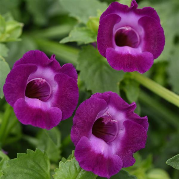 Summer Wave® Large Violet Torenia - Bloom