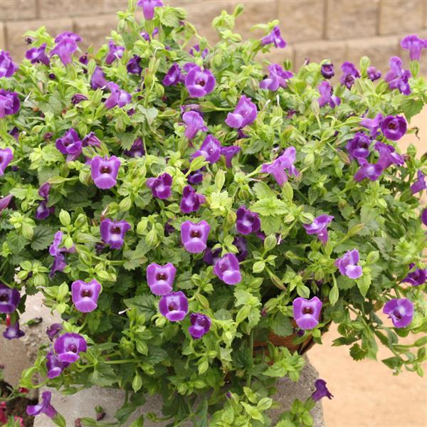 Summer Wave® Large Violet Torenia - Container
