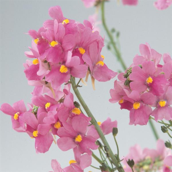 Aromatica™ Rose Pink Nemesia - Bloom