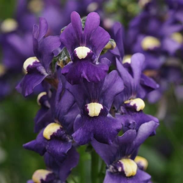 Aromatica™ Royal Blue Nemesia - Bloom