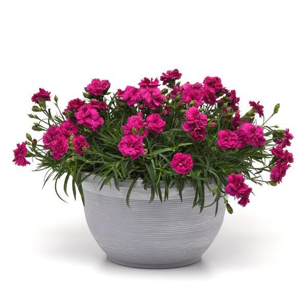 Falling In Love Rosie Dianthus - Container