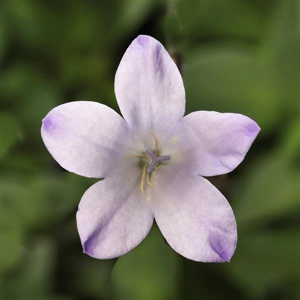 Campanula Clockwise Compact White Blush - Bloom