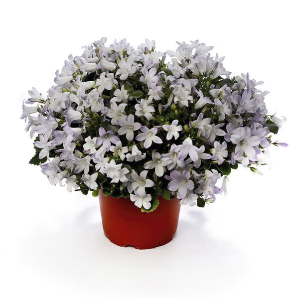 Campanula Clockwise Compact White Blush - Container