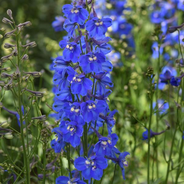 Delphinium Blue Donna - Bloom