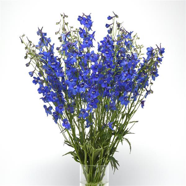 Delphinium Blue Donna - Mono Vase, White Background