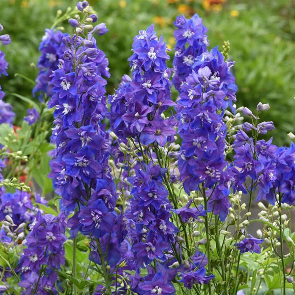 Delphinium Dasante Blue - Bloom