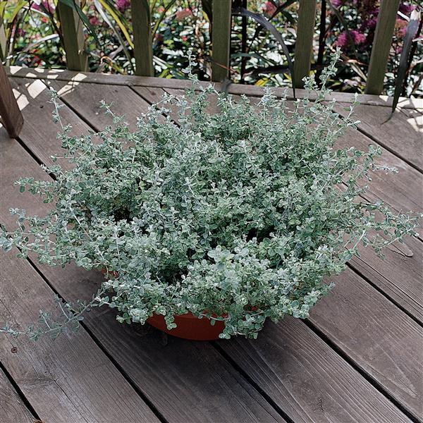Silver Mist Helichrysum - Container