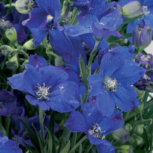 Delphinium Delfix Blue - Bloom