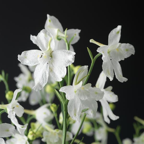 Delphinium Delfix White - Bloom