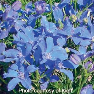Delphinium Blue Mirror - Bloom