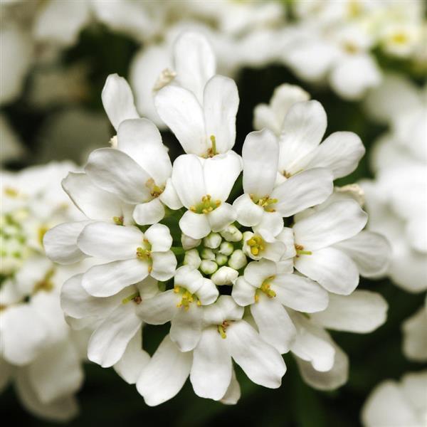 Iberis Whiteout - Bloom