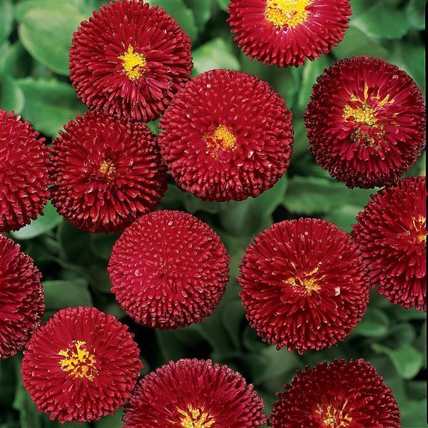 Bellis Bellissima™ Red - Bloom