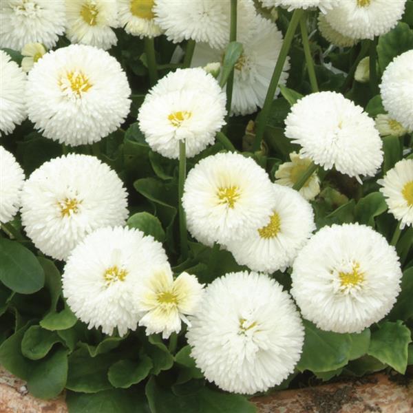 Bellis Bellissima™ White - Bloom