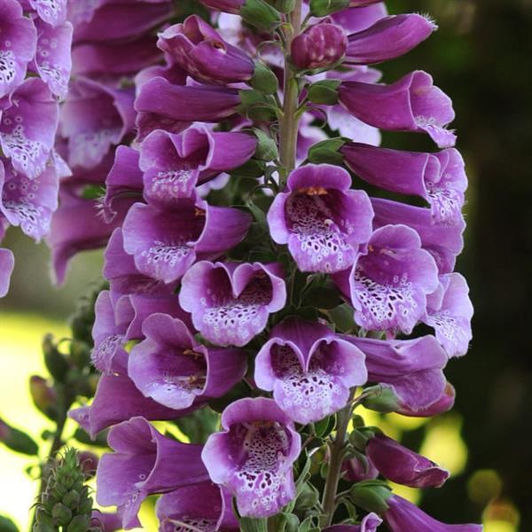 Digitalis Dalmatian Purple - Bloom