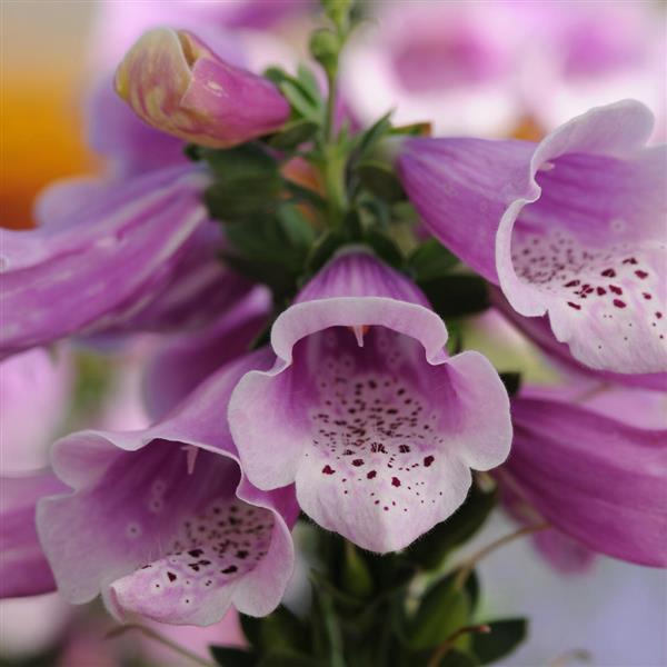 Digitalis Dalmatian Rose - Bloom