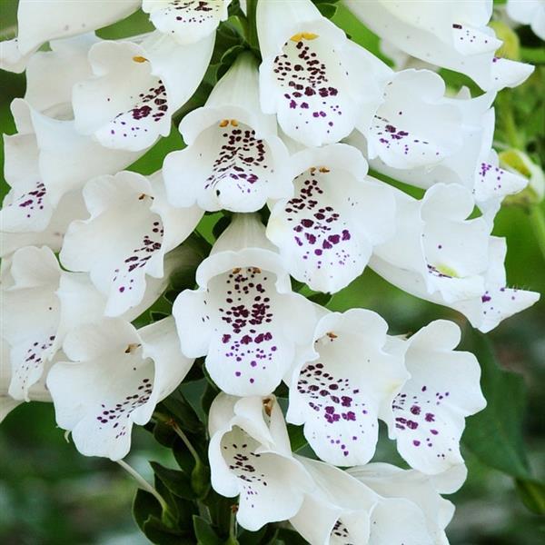 Digitalis Dalmatian White - Bloom