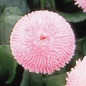 Bellis Tasso Pink - Bloom