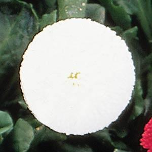 Bellis Tasso White - Bloom