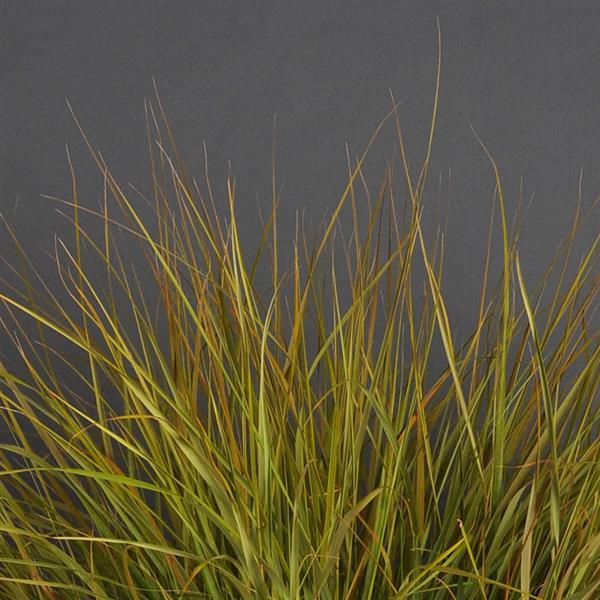 Sirocco ColorGrass® Anemanthele - Bloom
