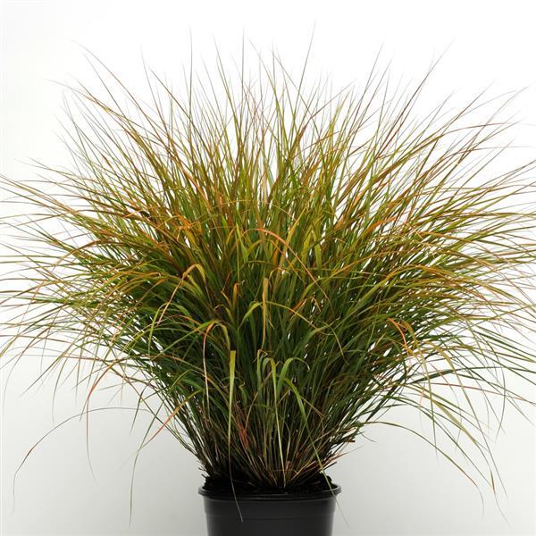 Sirocco ColorGrass® Anemanthele - Container