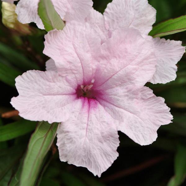 Ruellia Southern Star Pink - Bloom