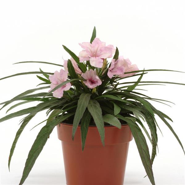 Ruellia Southern Star Pink - Container