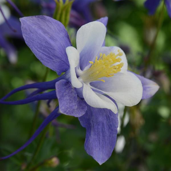 Aquilegia Earlybird™ Blue White - Bloom