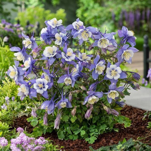 Aquilegia Earlybird™ Blue White - Garden