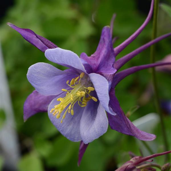 Aquilegia Earlybird™ Purple Blue - Bloom