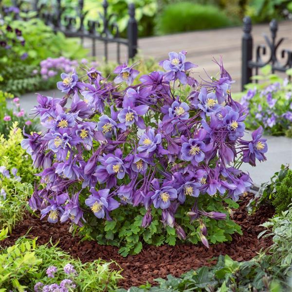 Aquilegia Earlybird™ Purple Blue - Garden