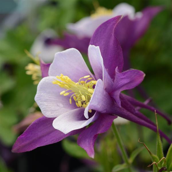 Aquilegia Earlybird™ Purple White - Bloom