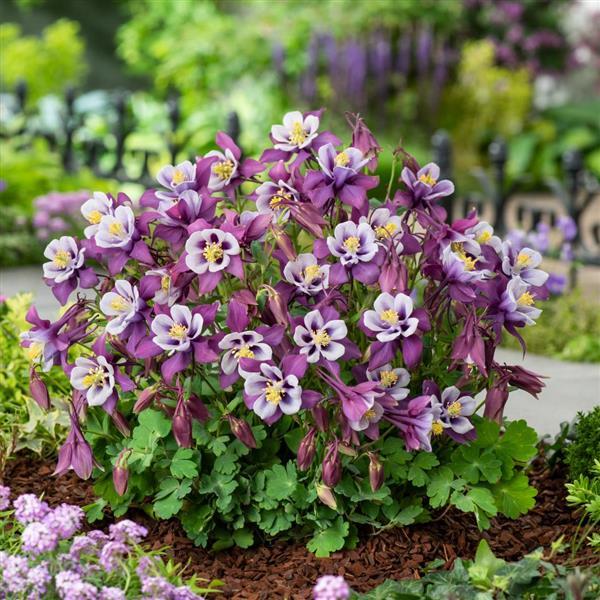 Aquilegia Earlybird™ Purple White - Garden