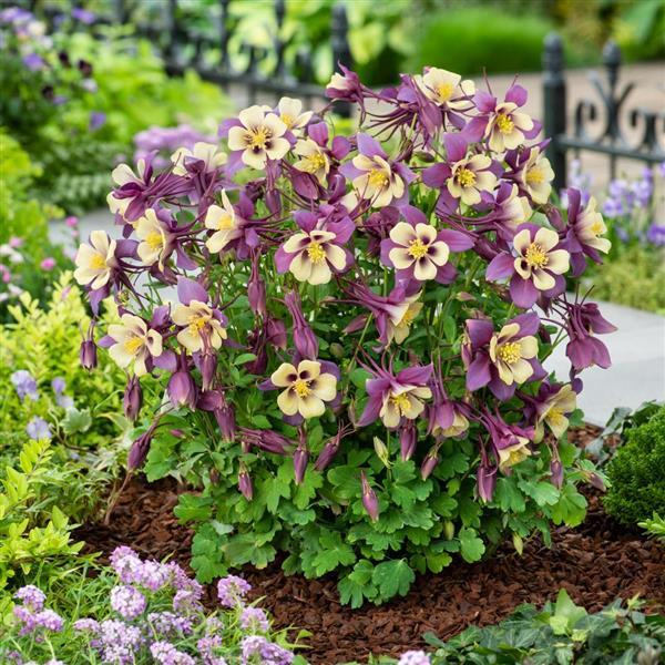 Aquilegia Earlybird™ Purple Yellow - Garden