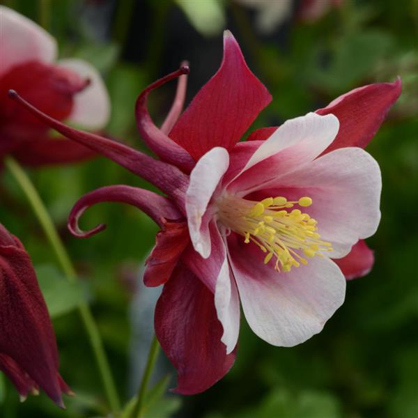 Aquilegia Earlybird™ Red White - Bloom