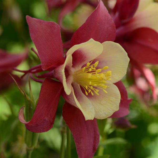 Aquilegia Earlybird™ Red Yellow - Bloom