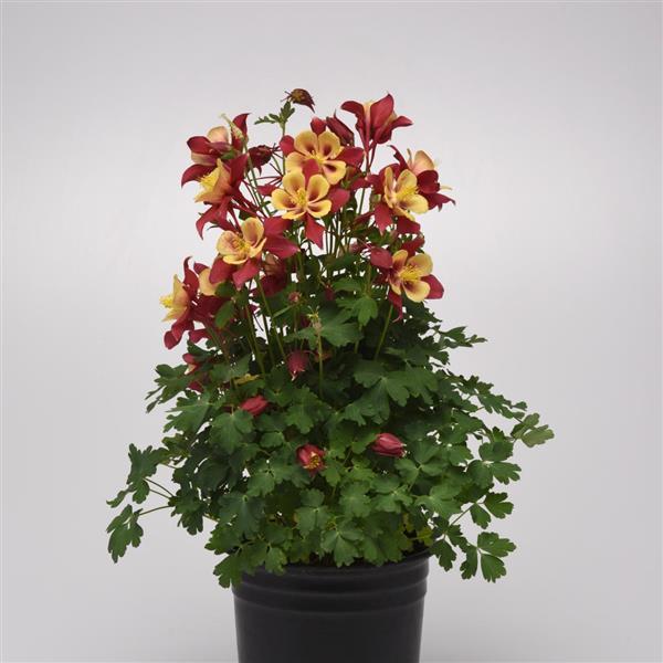 Aquilegia Earlybird™ Red Yellow - Container