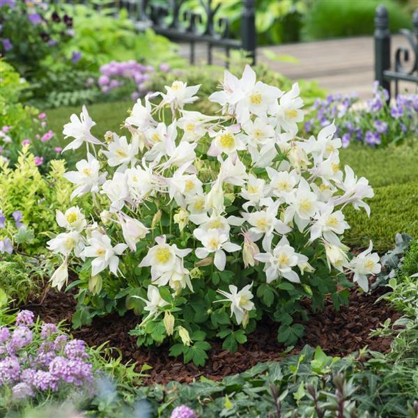 Aquilegia Earlybird™ White - Garden