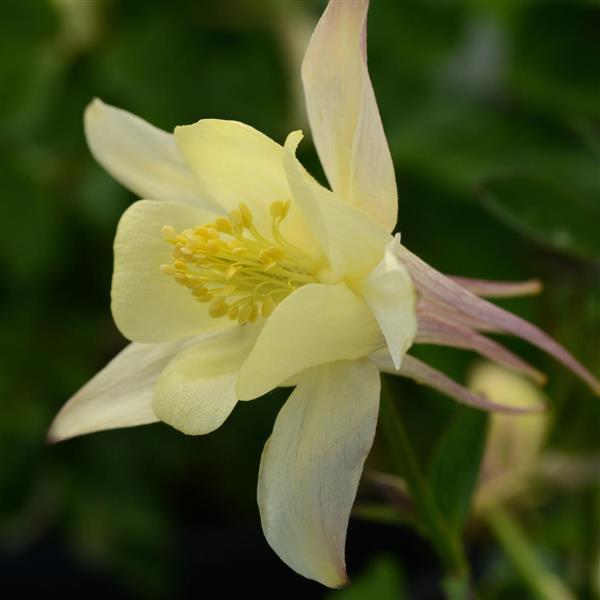 Aquilegia Earlybird™ Yellow - Bloom