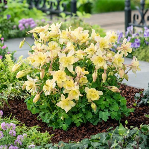 Aquilegia Earlybird™ Yellow - Garden
