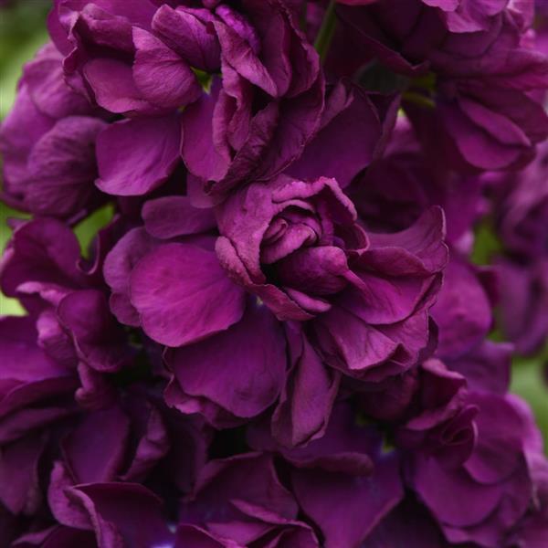 Aida Purple Matthiola - Bloom