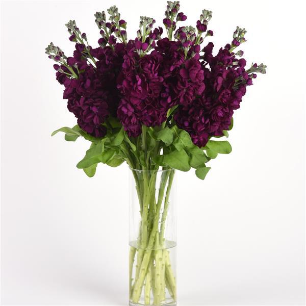 Aida Purple Matthiola - Mono Vase, White Background