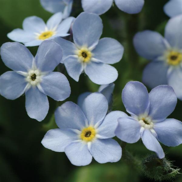 Myosotis Mon Amie Blue - Bloom