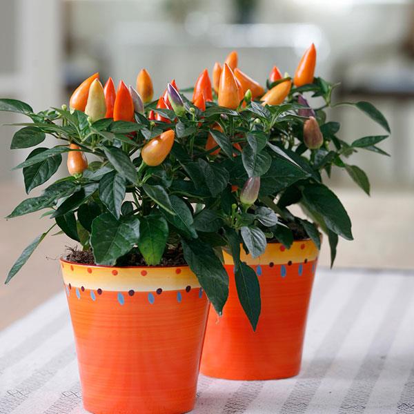 Acapulco™ Orange Ornamental Pepper - Container