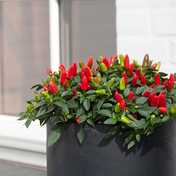 Acapulco™ Red Ornamental Pepper - Container