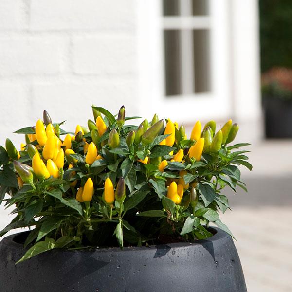 Acapulco™ Yellow Ornamental Pepper - Container