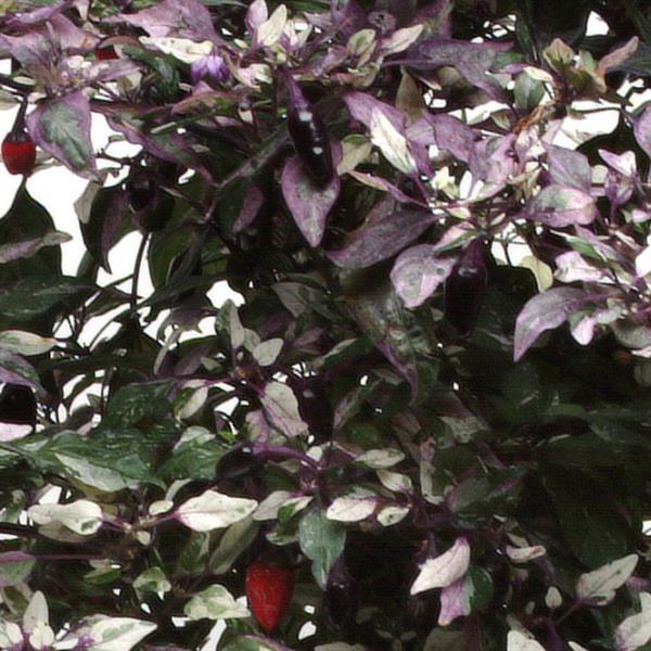 Calico Ornamental Pepper - Bloom
