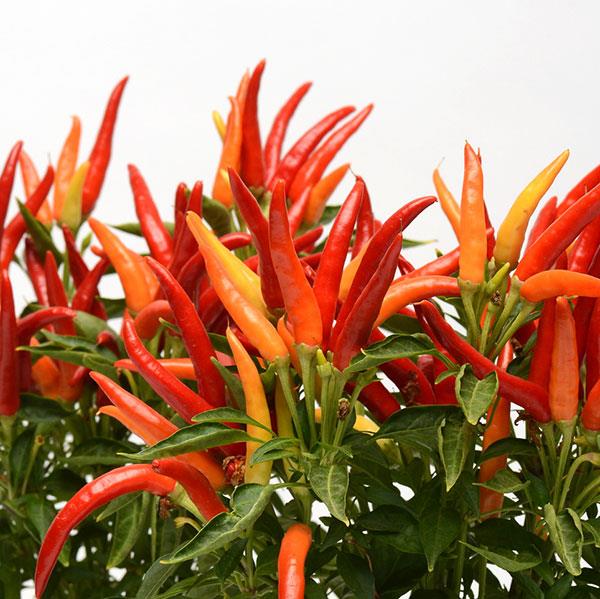 Chilly Chili Ornamental Pepper - Bloom