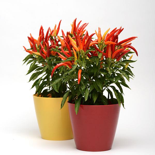 Chilly Chili Ornamental Pepper - Container