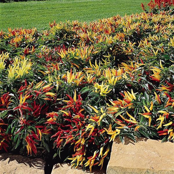 Chilly Chili Ornamental Pepper - Landscape